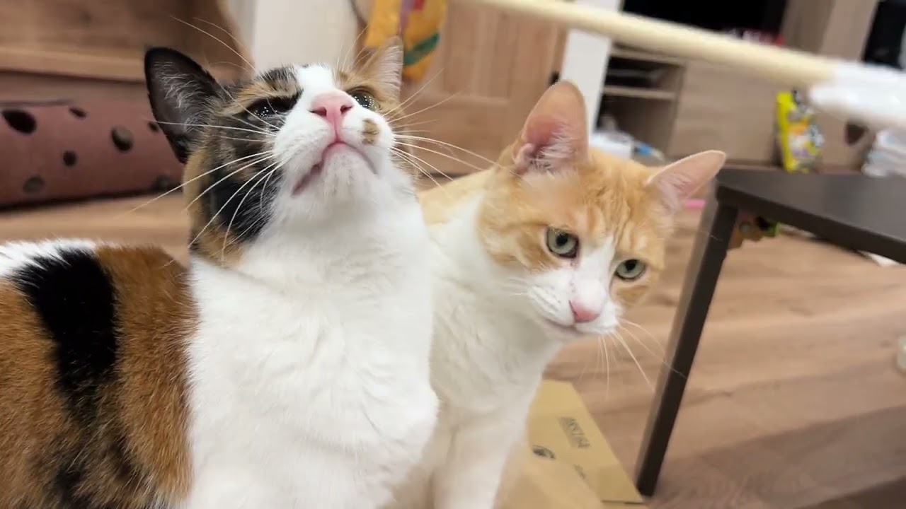 新しいカーペットにテンション上がりすぎたねこ。