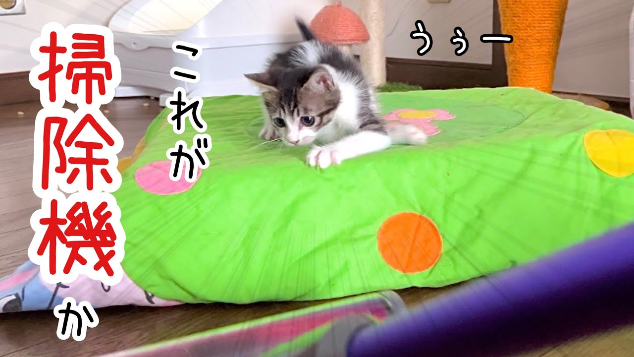 初めて子猫の前で掃除機をかけたらボゴボコにしだしました笑【預かり保護猫】