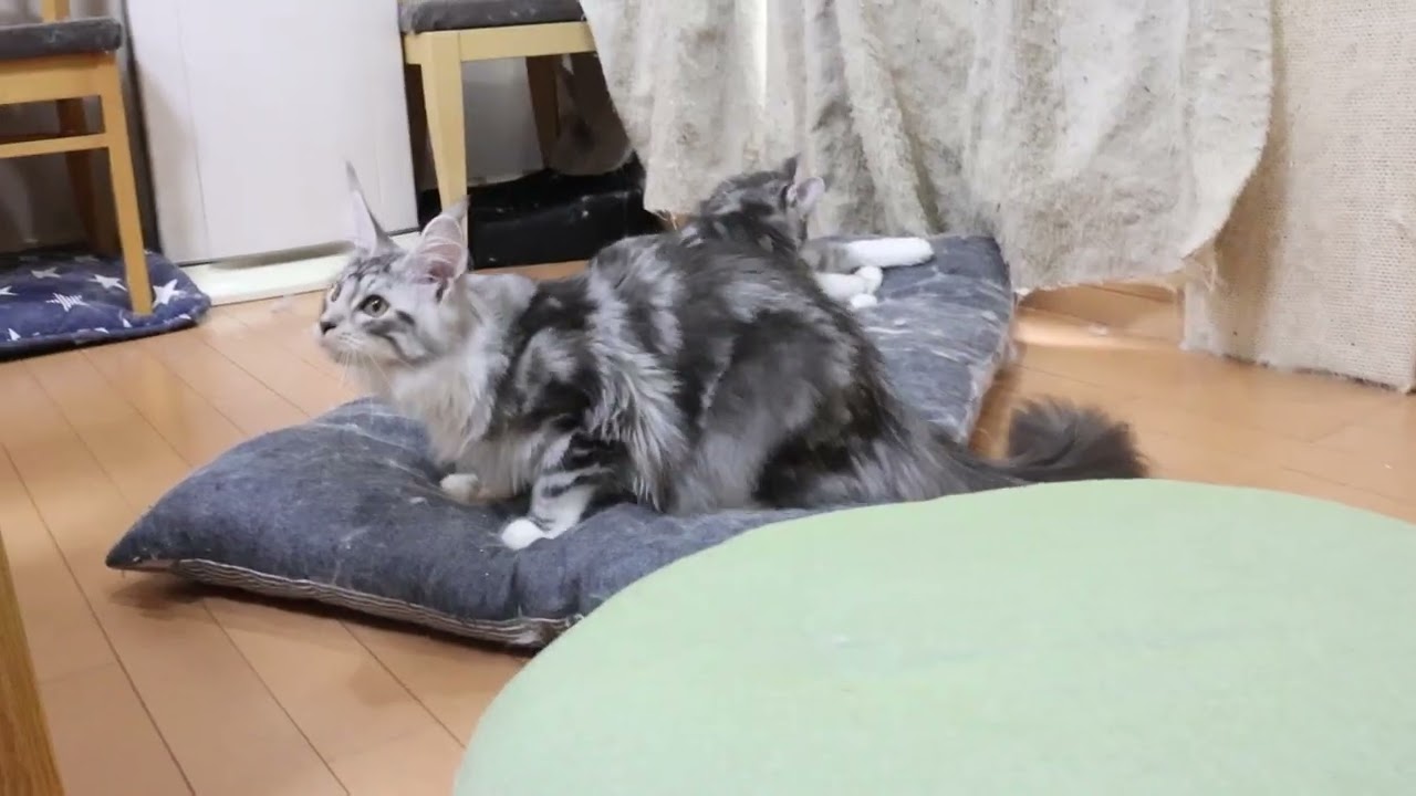 クッションが大好きメインクーン子猫たち