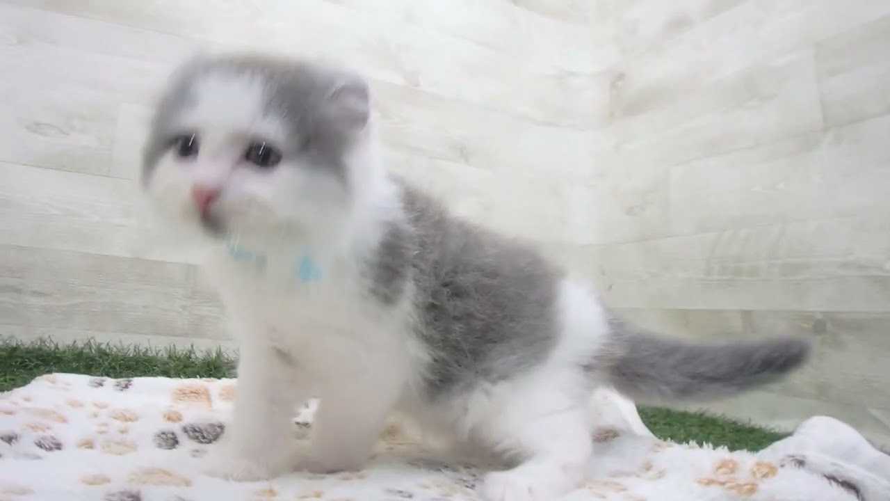 Coo&RIKU　No00637809 アメリカンカール