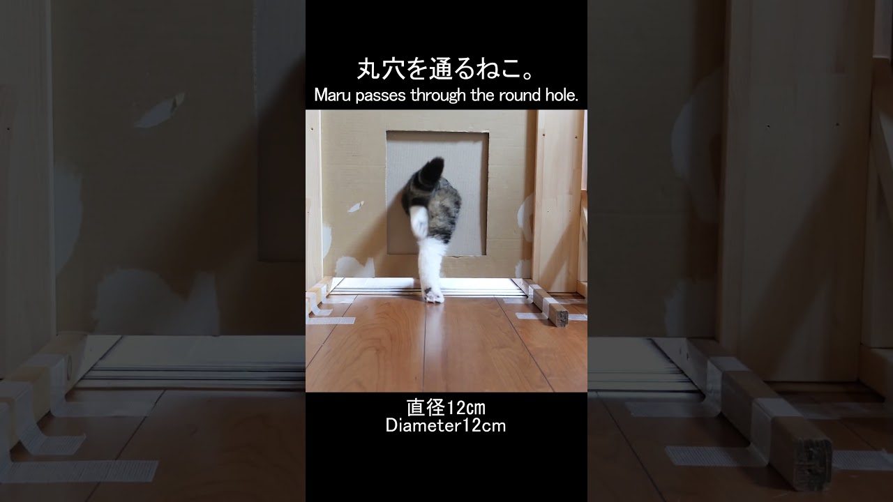 丸穴を通るねこ。 #Shorts