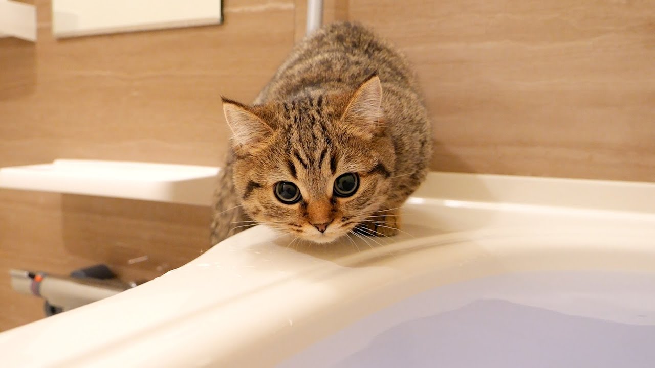 A family of cats who all come to peek at their owners bathing