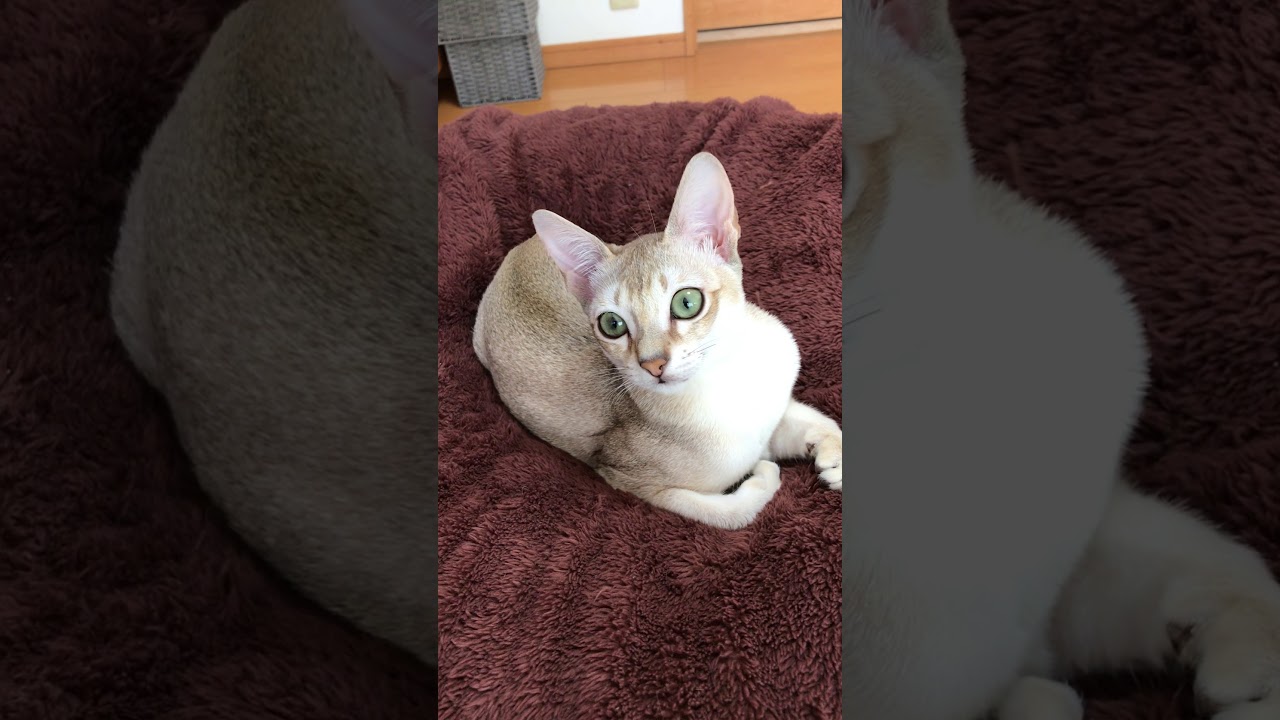 シンガプーラのモカ