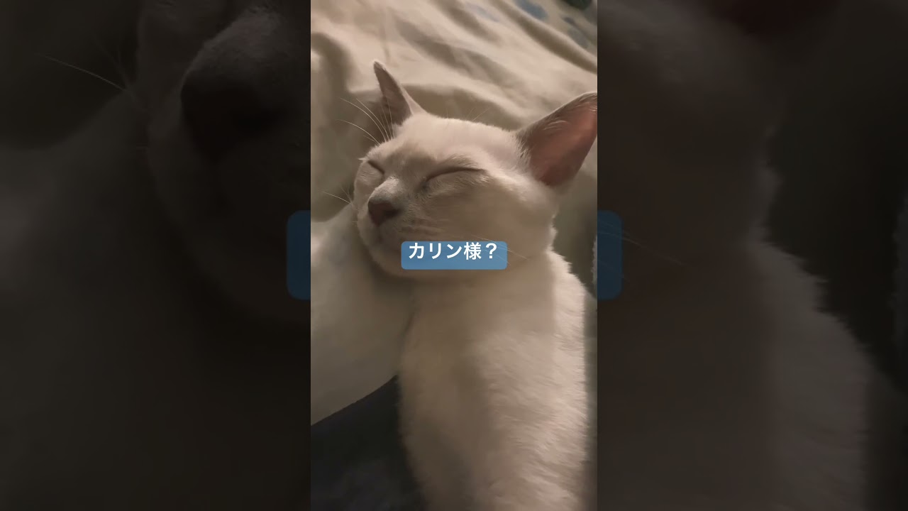 猫なのに人間のように寝るこはく様… 【 トンキニーズ 】