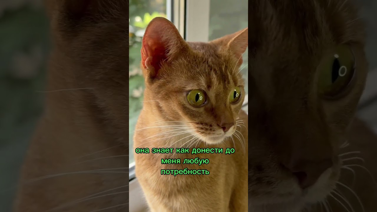 Коротко о Абиссинской породе кошек | ЭТО ВАМ НЕ ПЕРС! #shorts #cat