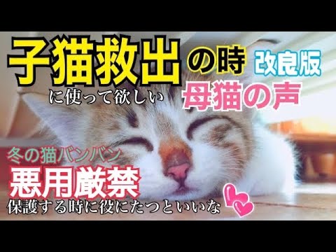 🆘《改良版》母猫が子猫を呼ぶ声 | 子猫保護の時に使う音源 | 猫が寄ってくる声