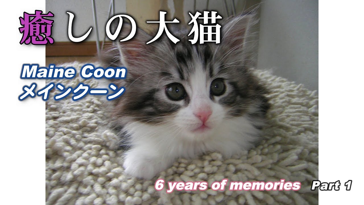癒しの大猫　メインクーン (Maine Coon)　6 years of memories　Part 1