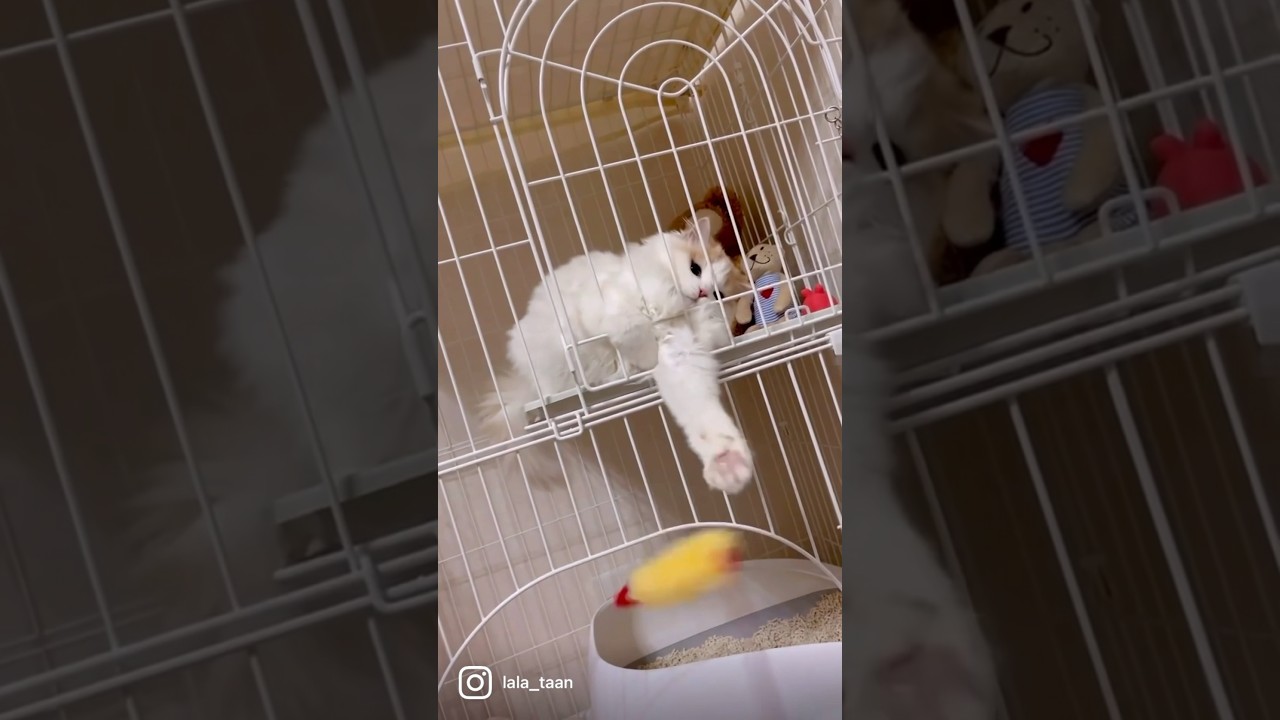 エビフライに必死な猫🍤 #猫 #ミヌエット #マンチカン #スコティッシュフォールド #cat #kucing #kitten #子猫