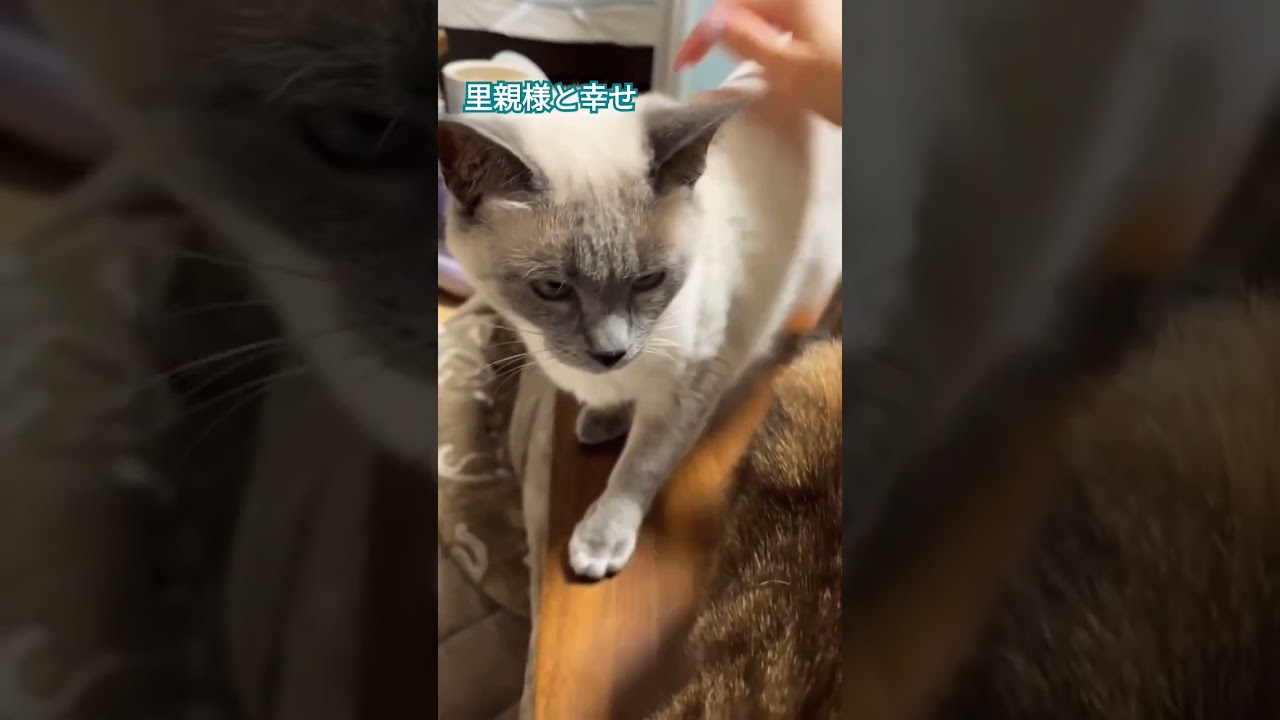 なかなか人馴れしなかった保護猫が里親様のもとでぐんぐん幸せになる動画#トンキニーズ #シャム #保護猫の兄妹