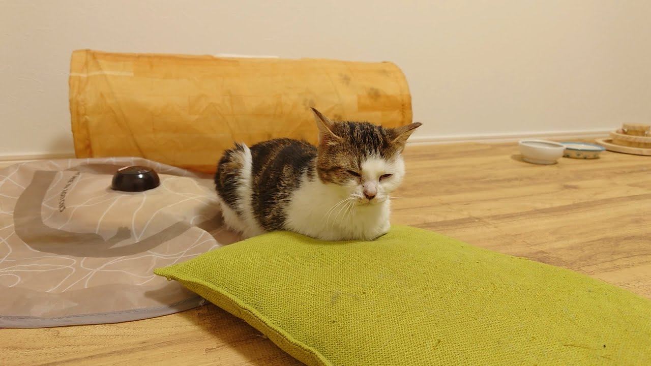 どんな時でも100%眠くなる！？ウトウトする子猫を眺めながら安眠