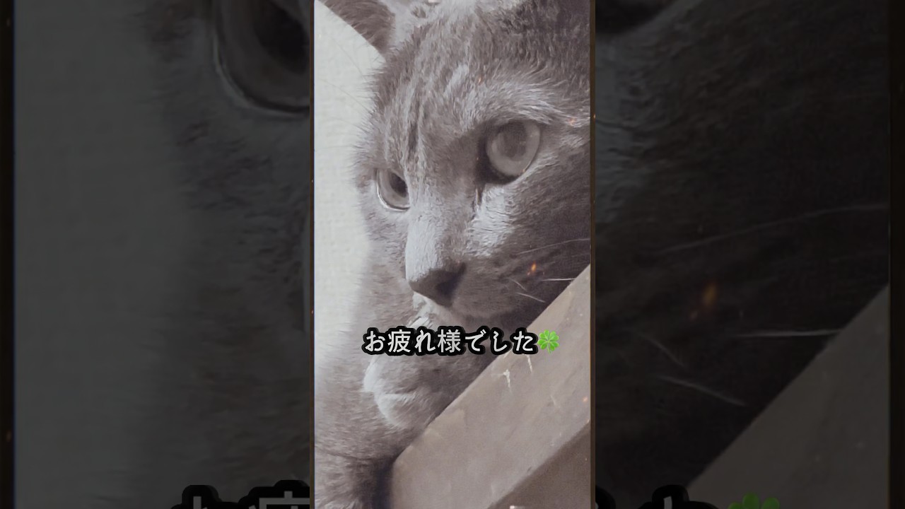 【ロシアンブルー】めろん、カウンターでまったり😊【猫】#shorts