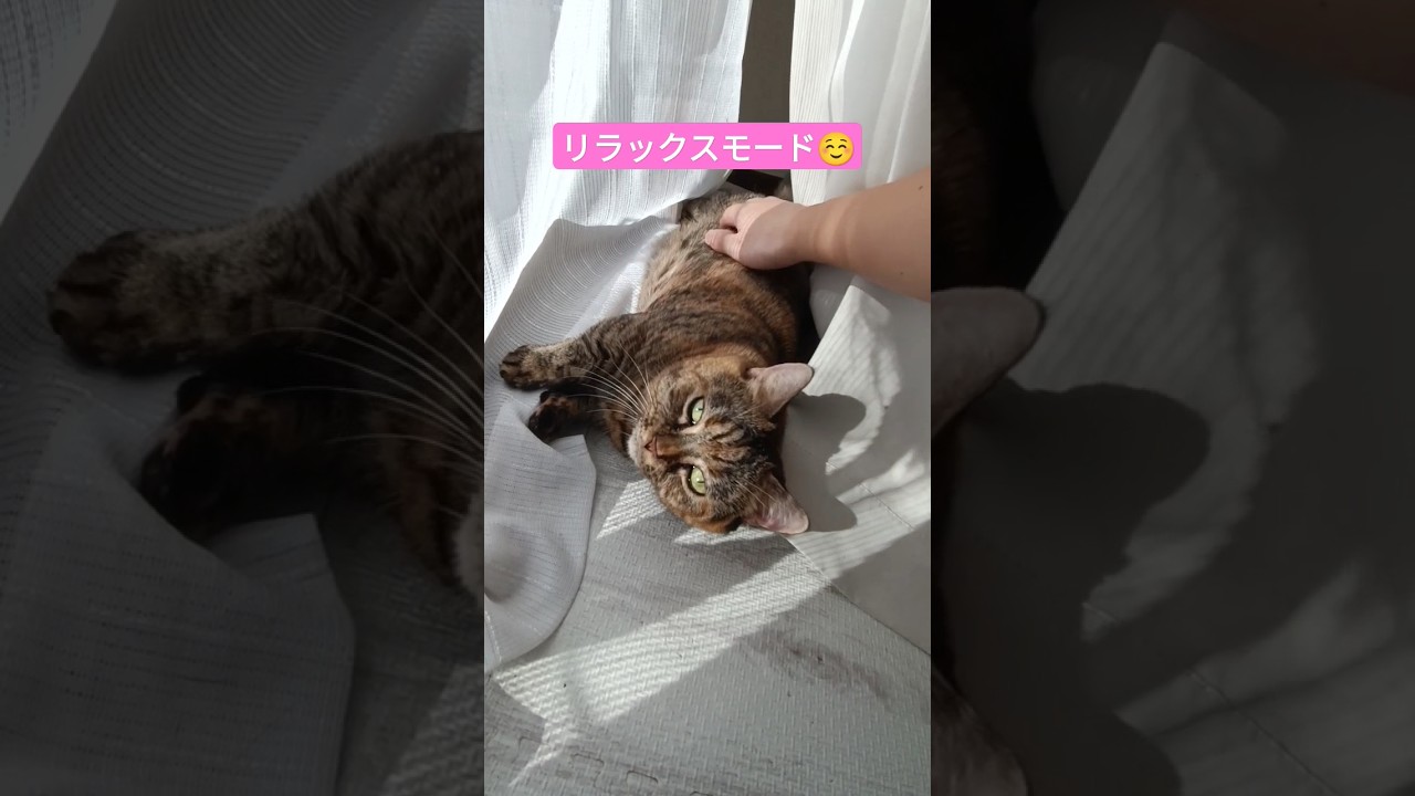 窓際で伸びる短足マンチカンぴーち🐱🍑 #ねこ #マンチカン #短足マンチカン #きじとら #動物 #cat #animal #munchkin #shorts