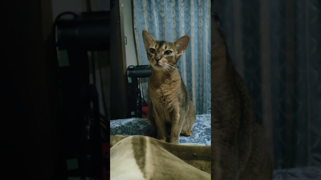 ネコ動画あび#850　#shorts　あびの毎日　アビシニアン　あびブログ