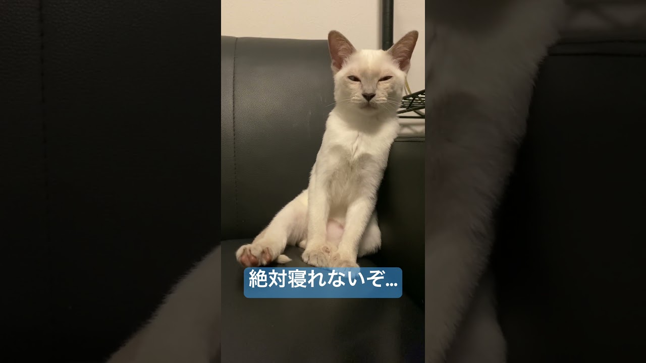 眠いのに立ちながら踏ん張った結果…。 #トンキニーズ #こねこ #ねこのいる生活