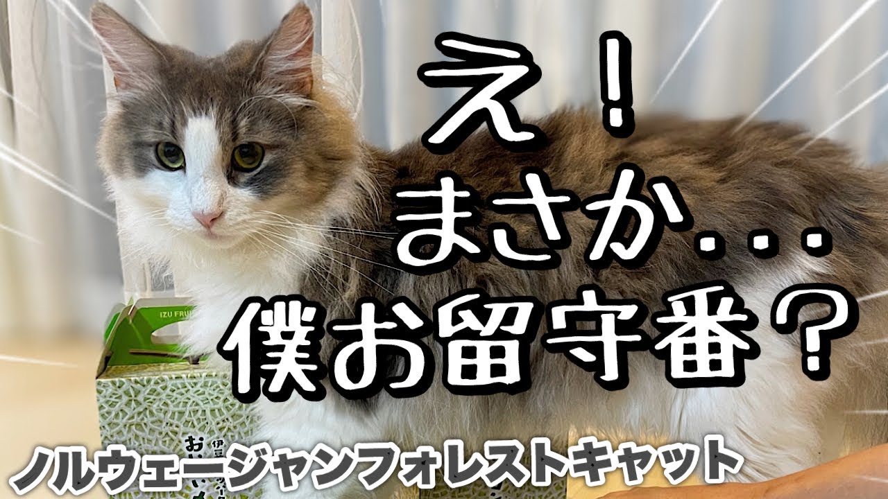 【ノルウェージャンフォレストキャット】初めてのお留守番で甘えん坊炸裂☆ますますママから離れない長毛兄弟