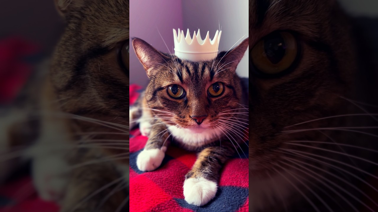 Orion the Cat Rejects The Crown #cute #cat #cats #cutecatshorts #manxcat 👑