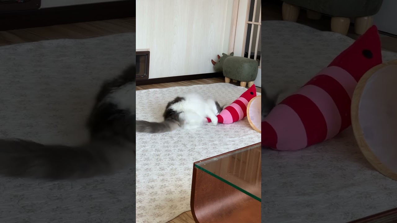 蹴る！蹴る！蹴る！(ループ加工有)メインクーン専門猫カフェ#メインクーン #猫動画おもしろい #猫動画可愛い #猫動画 #cat #猫カフェ #かわいい猫