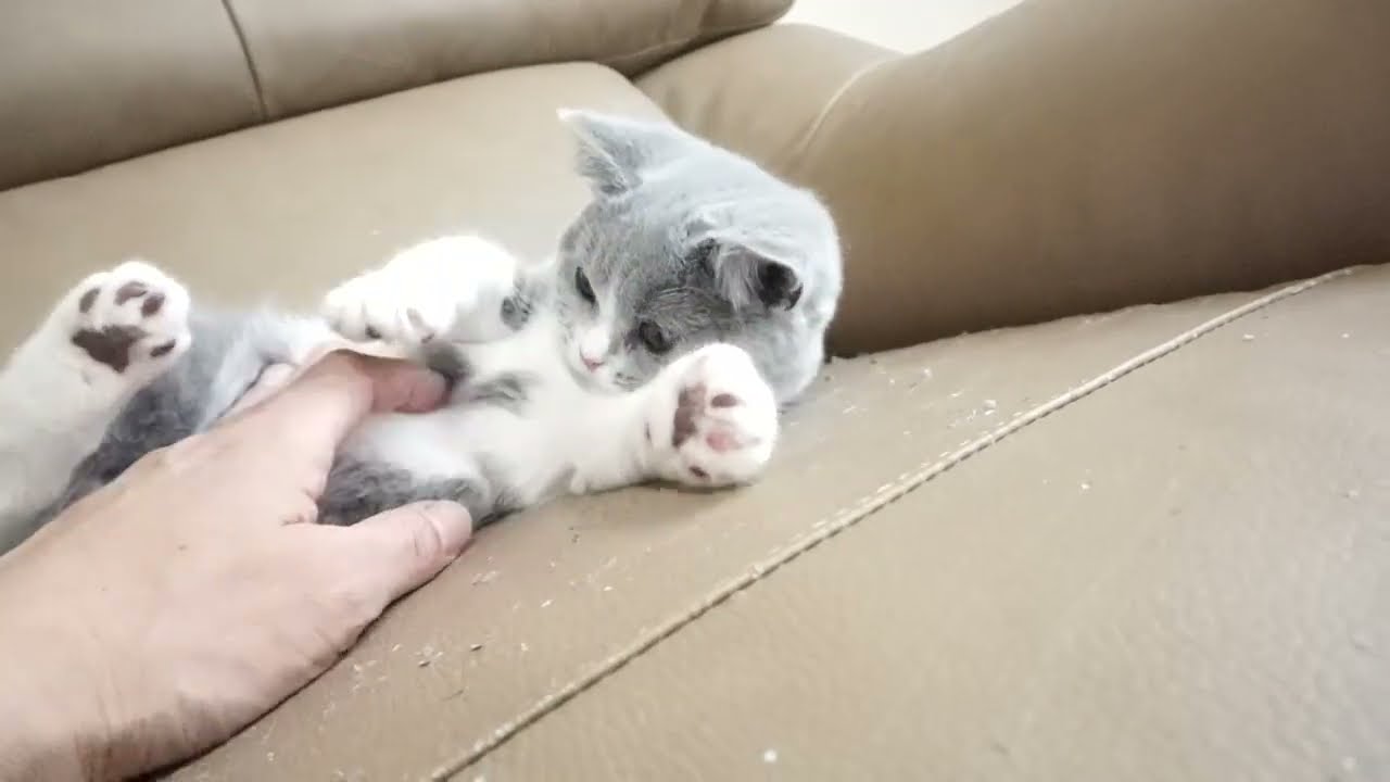 ブリティッシュショートヘアー子猫　British Shorthair　2022.12.20産まれ　ブルー&ホワイト　女の子　シーダキャット猫のお店