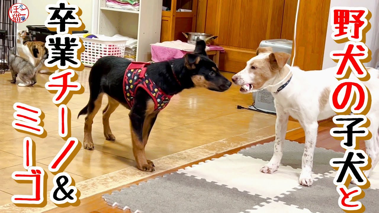 【子猫　保護犬 野犬】卒業チーノ＆ミーゴちゃん