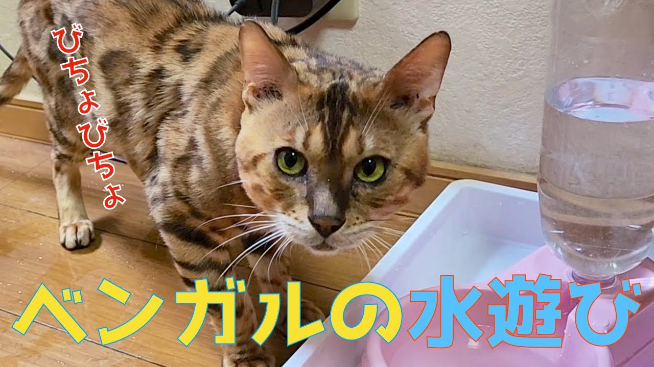 【水遊び】ベンガルの困った水遊びの様子がこちら。