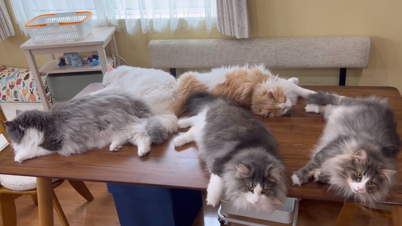 【おやすみ💤】みんなで仲良くスヤスヤ〜😴ターキッシュアンゴラとノルウェージャンフォレストキャット❤︎