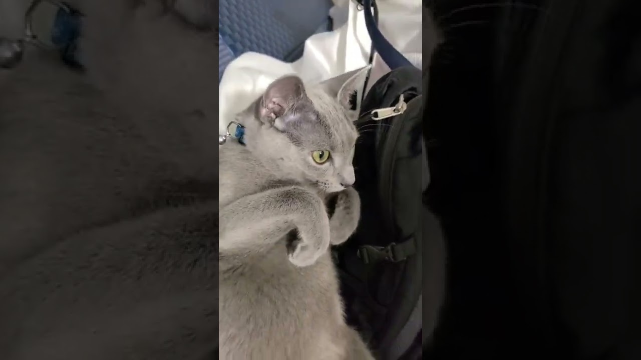 【金縛り猫】絶賛かなしばり中猫です #shorts ロシアンブルー ホラー 怖い