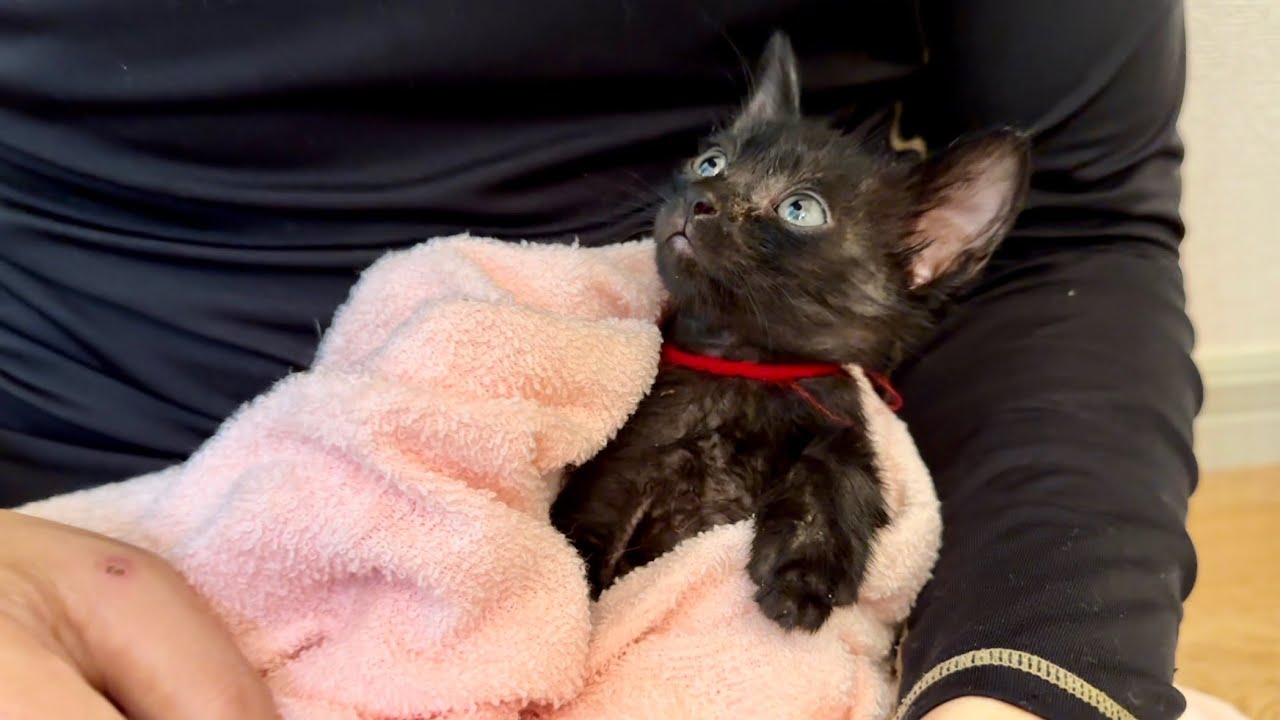 保護2日目の子猫を[おくるみ]したらすんごいお利口さんになりました。