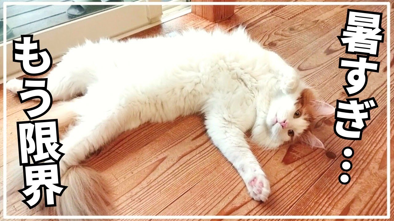 メインクーンの大敵『夏』が迫ってきました。【大型長毛猫】