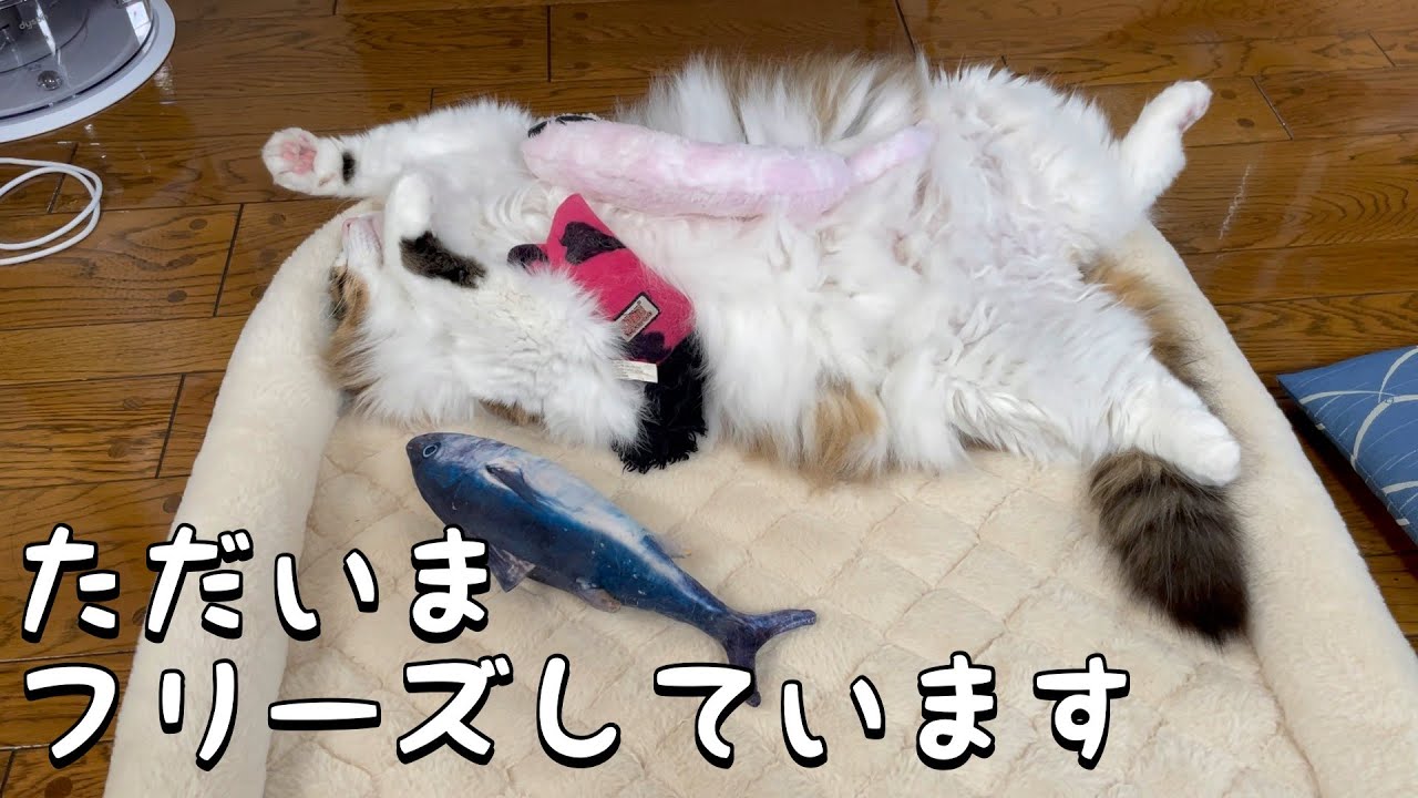 フリーズするモフモフ猫が可愛い【ノルウェージャンフォレストキャット】
