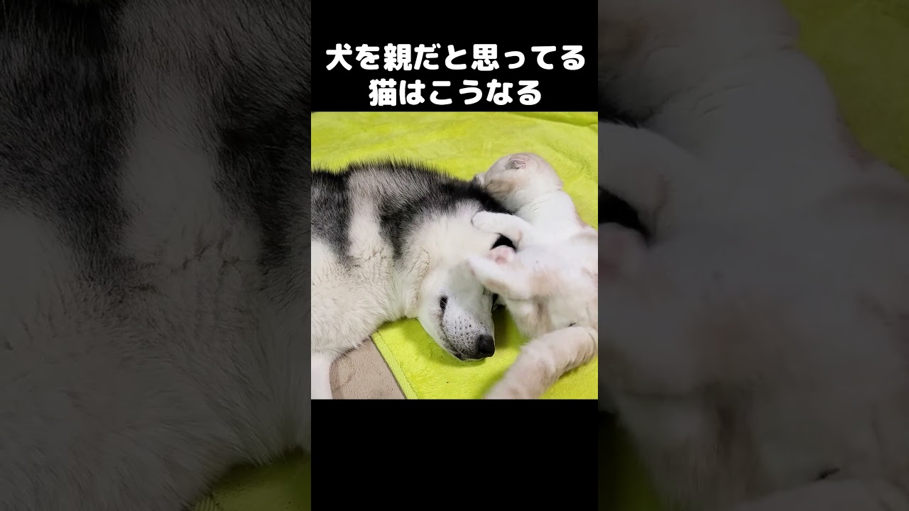 1年間一緒に過ごした猫と犬はこうなります...#shorts