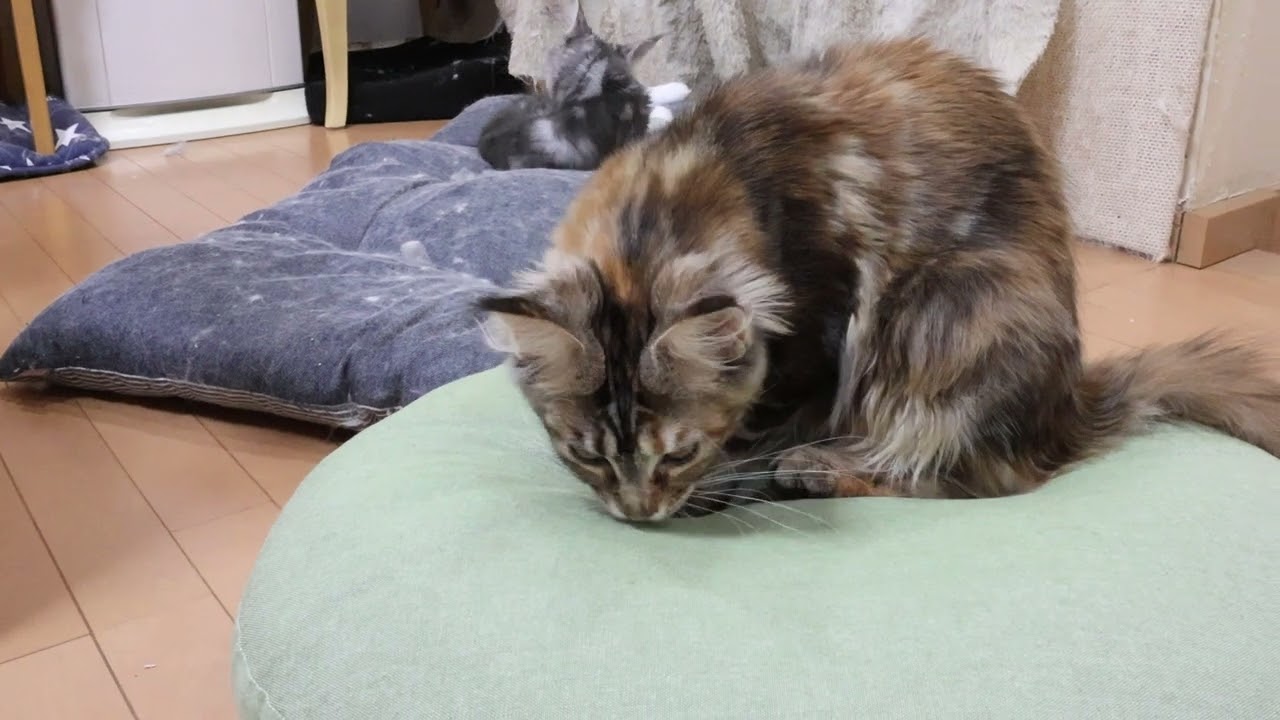 クッションが大好きメインクーン子猫たち