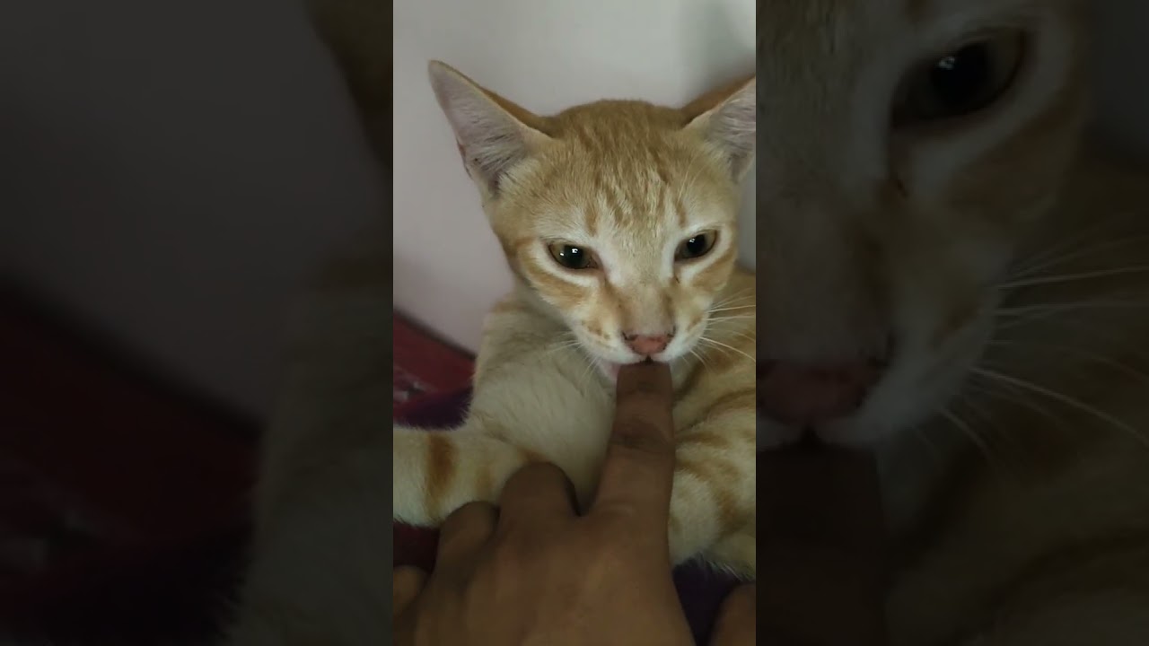 cat biting my finger,  thinks it's a good. brown cat #cats #cutecats #browncat #catsofyoutube