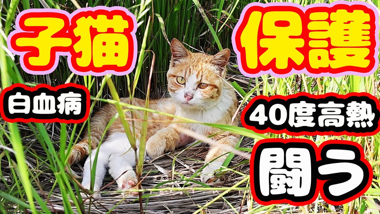 【子猫 保護】４０度ウィルス熱 ２週間闘い 奇跡的回復 強運な子猫 経過報告