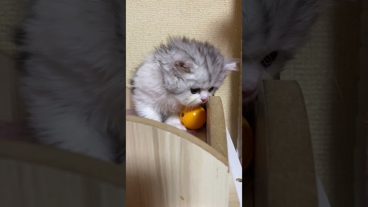 ペルシャ（チンチラ） まんまるお顔のかわいい男の子