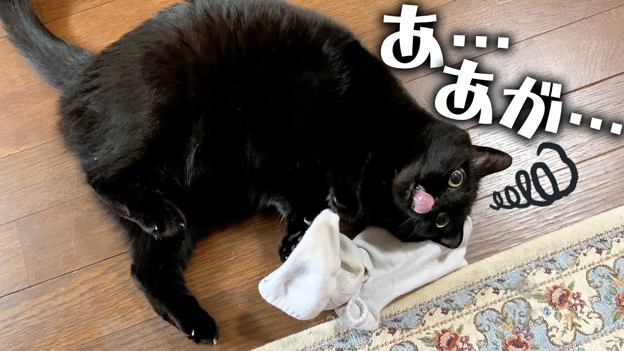 臭すぎる靴下の匂いを嗅いで様子がおかしくなってしまう黒猫がやばいwww