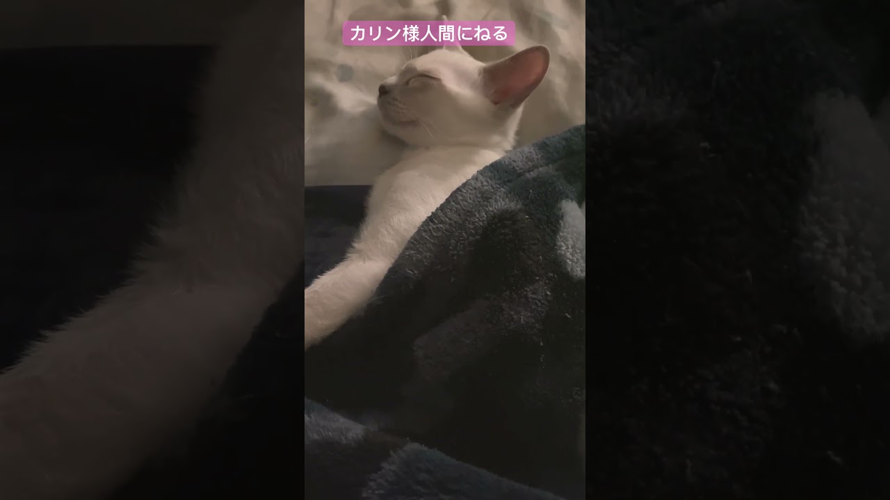 コハク気付いたらこんなふうに寝てた #トンキニーズ #こねこ #ねこのいる生活