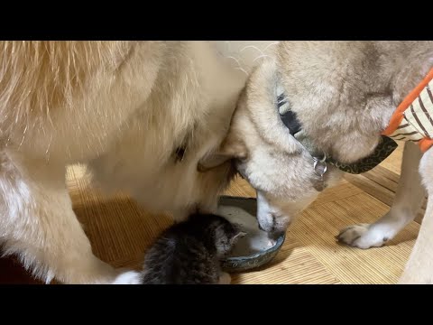 【母猫に捨てられた子猫】飼い主が帰宅すると犬みたいにすっ飛んでお迎えしてくれるようになりました🥹