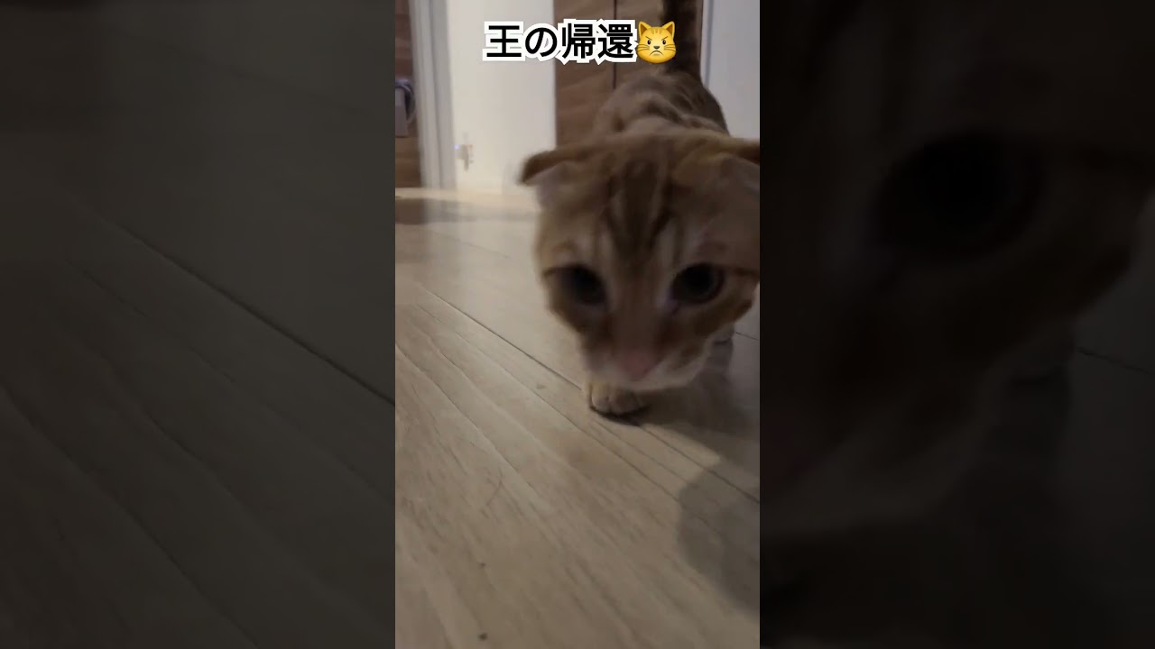 王の帰還【コモドンの観察日記】 #キンカロー #猫 #cat