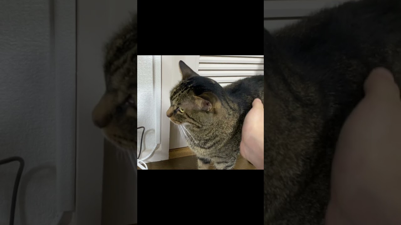 イケボで猫を誘ったら驚きの結果に...