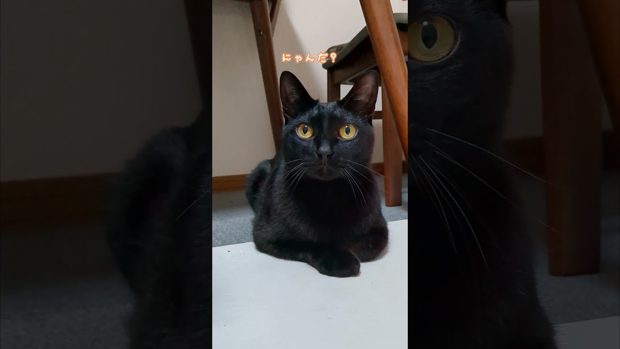 袋の音に期待して...がっかりしちゃう猫