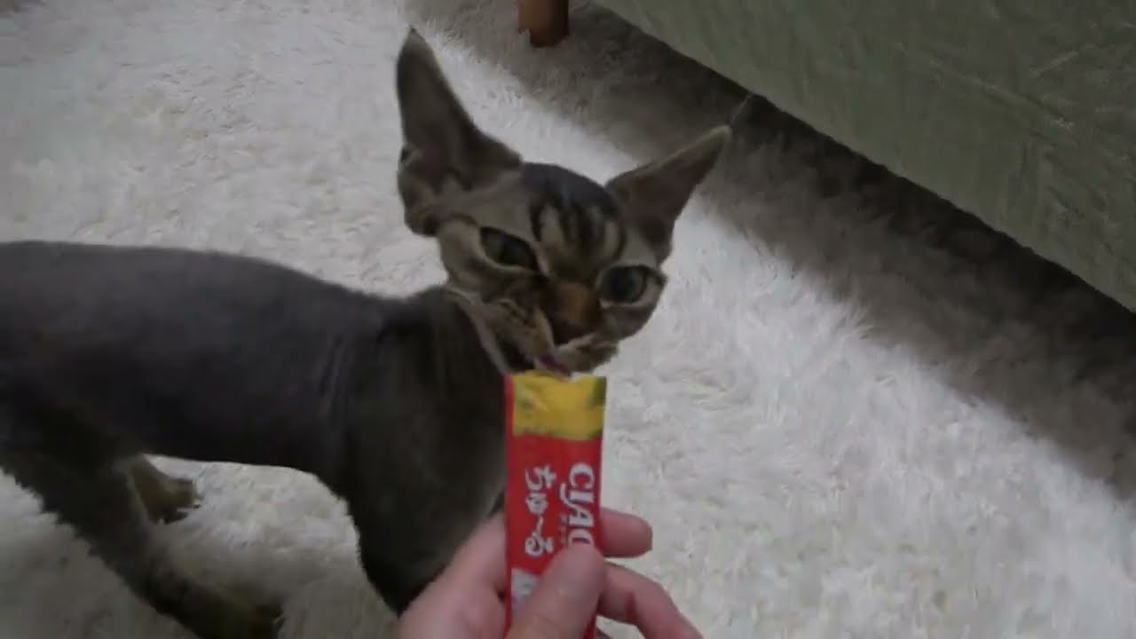 デボンレックス子猫に初めてのチュールをあげました(Giving a cat snack Churu to Devon Rex kitten for the first time)