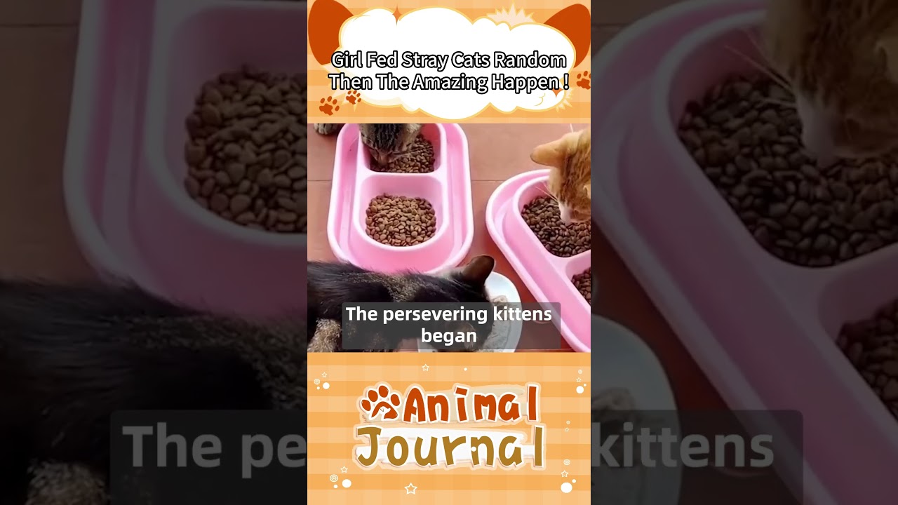 Girl Fed Stray Cats Random, Then The Amazing Happened !