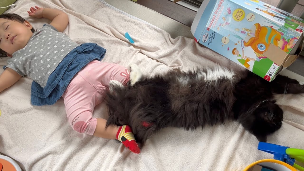 ケンカするほど仲が良い猫達　ノルウェージャンフォレストキャット&ラガマフィン　Cats get along so well that they quarrel