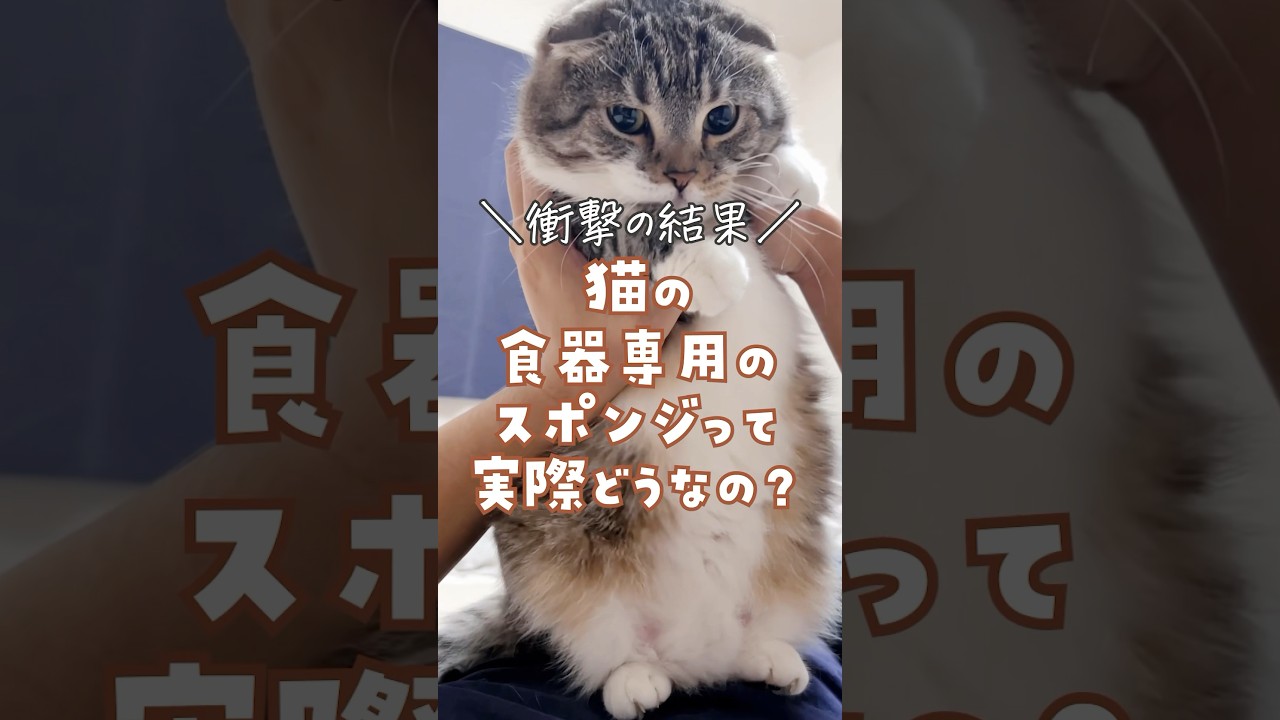 猫の食器専用のお掃除アイテムを使ってみた結果🤣🤣🤣 個人的には最初のやつがおすすめでごわす😸💓 #猫 #猫用品 #猫壱