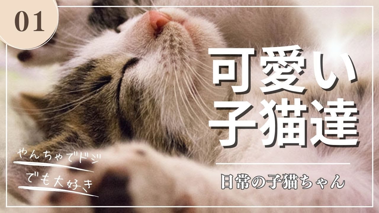 【親愛なる猫ちゃん】かわいい「子猫」達をご紹介します。