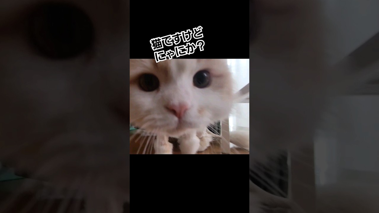 猫です #ラガマフィン #猫動画 #cat #子猫 #サマーカット #癒し #shorts