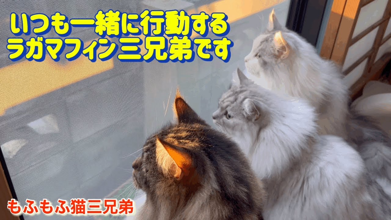 何をする時も必ず一緒に行動する仲良しラガマフィン猫三兄弟達に癒されます♪