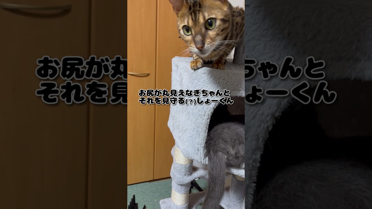 【猫】頭隠して尻隠さず【ロシアンブルー、ベンガル】