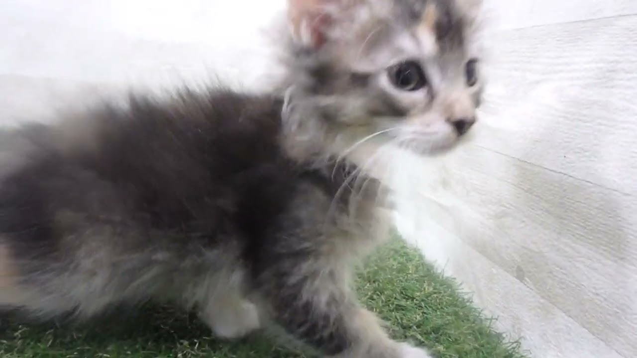 Coo&RIKU　No00638666 ノルウェージャン・フォレストキャット