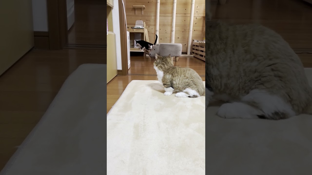 何を追いかけて何から逃げてるん？